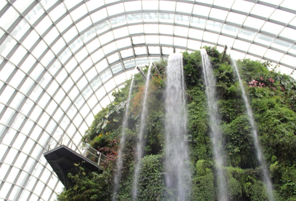 Cloud forest singapore tips